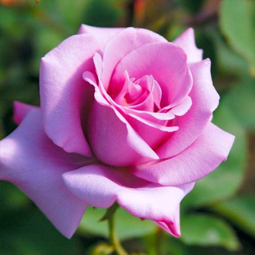 Róża wielokwiatowa Blue Girl interface.image 1 interface.art 5519