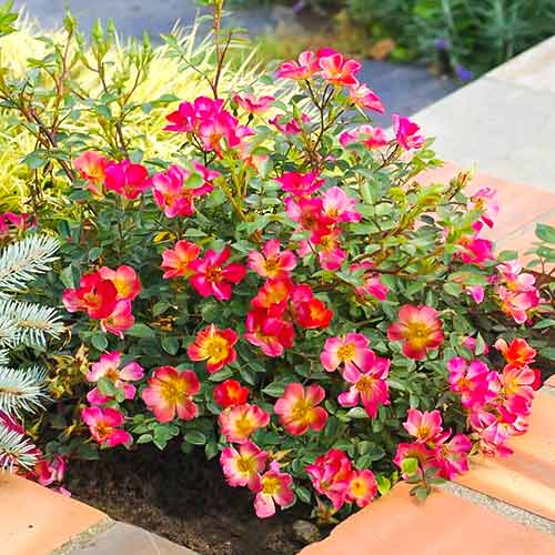 Róża wielokwiatowa Happy Chappy®, C5 interface.image 1 interface.art 5543