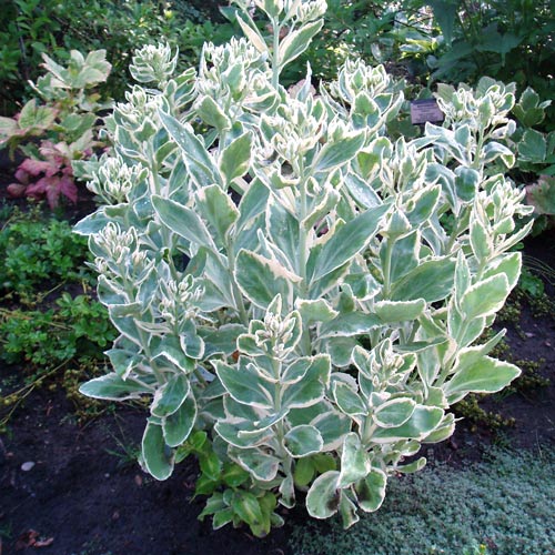 Rozchodnik okazały (Sedum) Frosty Morn interface.art zdjęcie 1 Rozchodnik okazały (Sedum) Frosty Morn interface.image 1 interface.art 68728