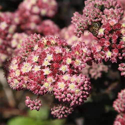 Rozchodnik wielki (Sedum) Strawberries and Cream interface.image 1 interface.art 01411