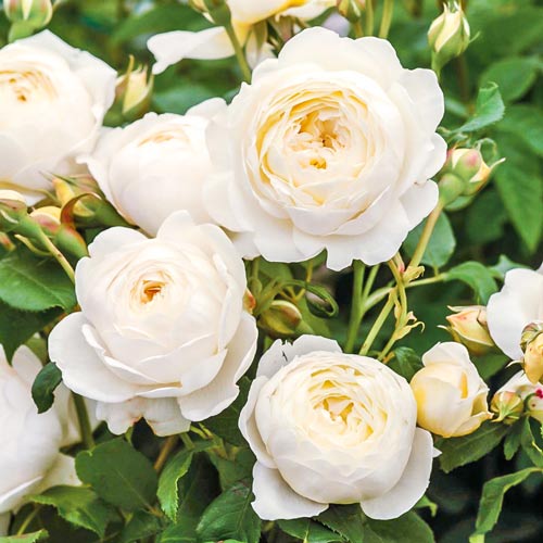 Róże angielskie Claire Austin interface.art zdjęcie 1 Róże angielskie Claire Austin interface.image 1 interface.art 2216