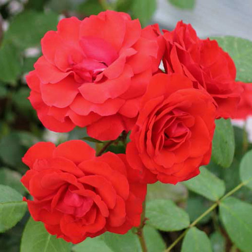 Róża bukietowa Allotria interface.art zdjęcie 1 Róża bukietowa Allotria interface.image 1 interface.art 2243