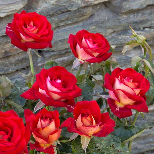 Róża wielkokwiatowa Deutsche Welle interface.image 1 interface.art 2245