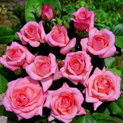 Róża bukietowa Gysella interface.image 1 interface.art 2250