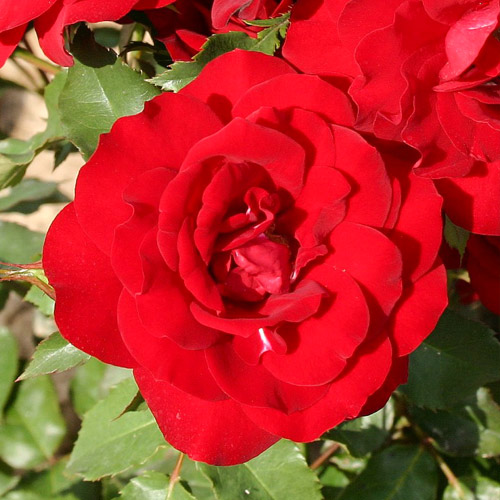 Róża bukietowa Heinzelmannchein interface.image 1 interface.art 2251