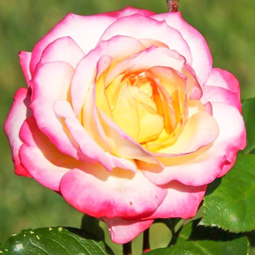 Róża bukietowa Laminuette interface.image 1 interface.art 2254