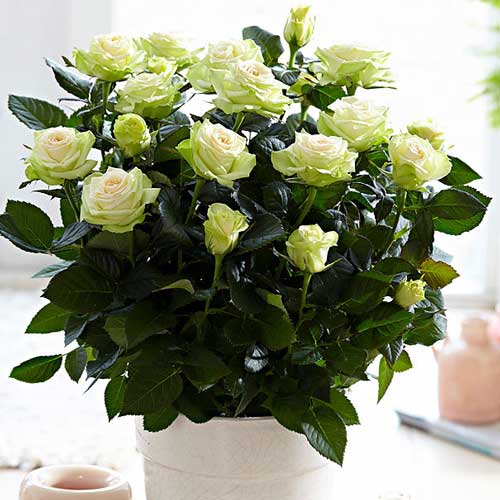 Róże miniaturowe Green Glow interface.image 1 interface.art 2232