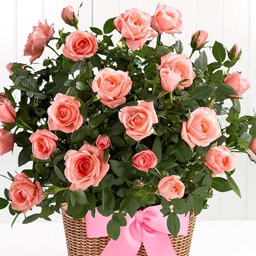 Róże miniaturowe Lydia interface.image 1 interface.art 2234