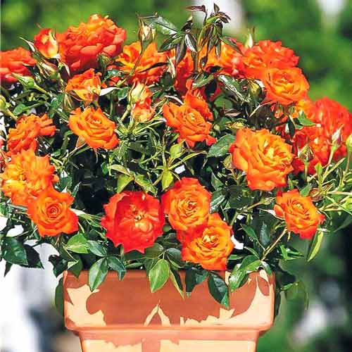 Róże miniaturowe Mandarin interface.image 1 interface.art 2235