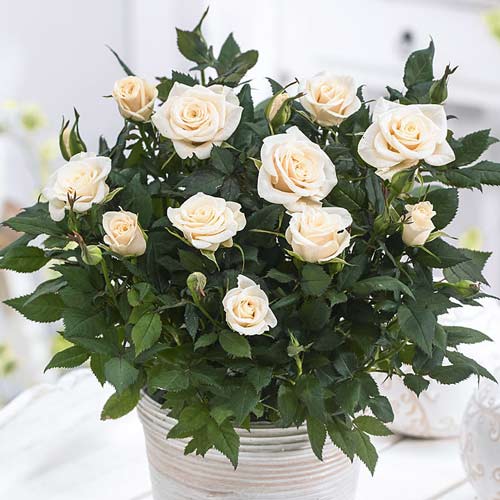 Róże miniaturowe Snow Dance interface.image 1 interface.art 2241