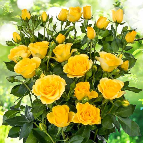 Róże miniaturowe Sun City interface.image 1 interface.art 2240