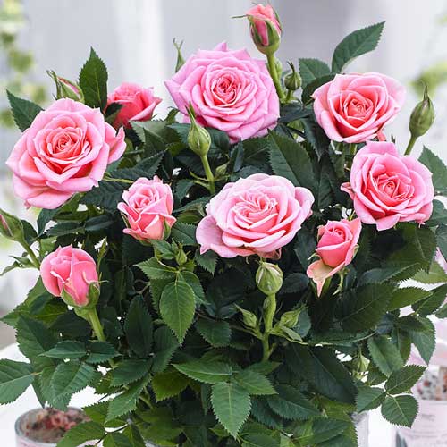 Róże miniaturowe Victoria interface.art zdjęcie 1 Róże miniaturowe Victoria interface.image 1 interface.art 2230