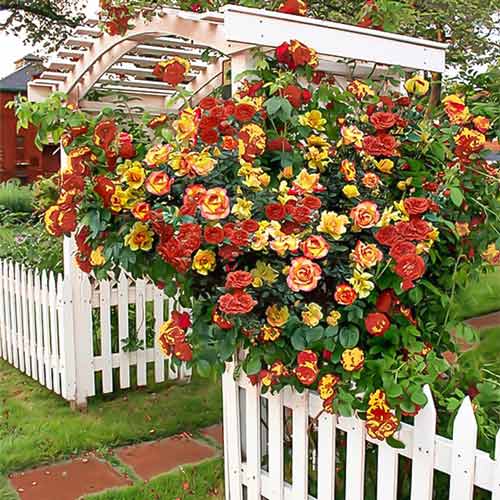 Róża pnąca Banzai interface.image 1 interface.art 2299