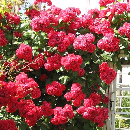 Róża (Rosa) pnąca Don Juan interface.image 1 interface.art 2301