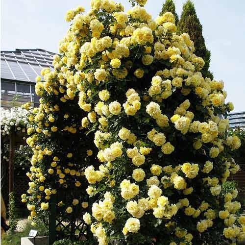 Róża pnąca Dune interface.image 1 interface.art 2303