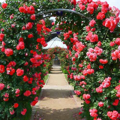 Róża pnąca Fontana interface.image 1 interface.art 2305