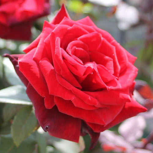 Róża wielkokwiatowa Barkarole interface.image 1 interface.art 2264