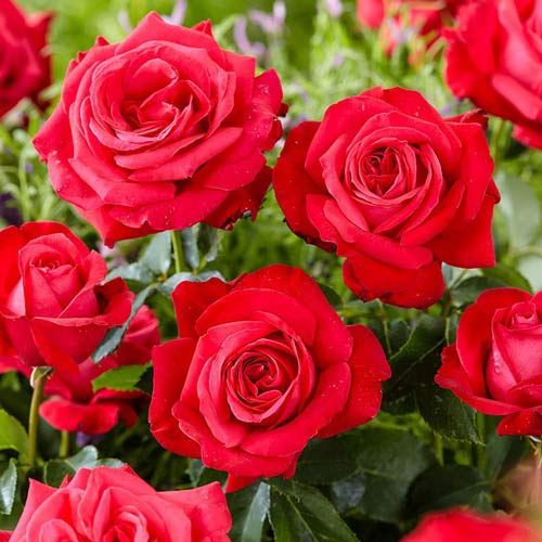 Róża wielkokwiatowa Dama de Coeur interface.image 1 interface.art 2267