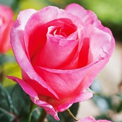 Róża wielkokwiatowa Diane interface.image 1 interface.art 2269