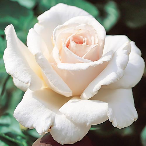 Róża wielkokwiatowa Hermina/Helena interface.art zdjęcie 1 Róża wielkokwiatowa Hermina/Helena interface.image 1 interface.art 2278