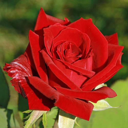 Róża wielkokwiatowa Kardinal interface.image 1 interface.art 2281