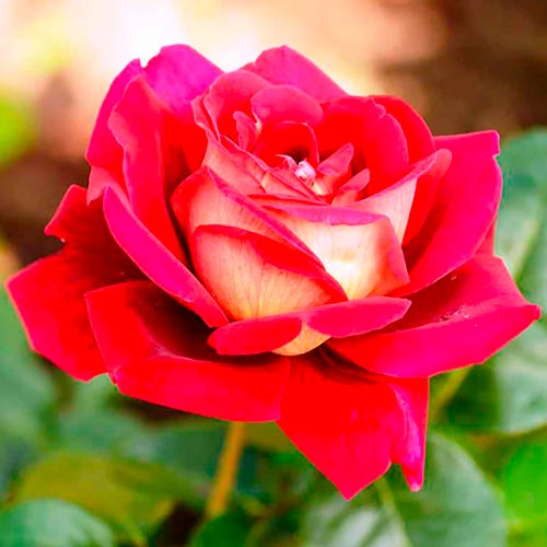 Róża (Rosa) wielkokwiatowa Kronenburg interface.art zdjęcie 1 Róża (Rosa) wielkokwiatowa Kronenburg interface.image 1 interface.art 2283