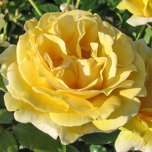 Róża wielkokwiatowa Michel Angelo interface.image 1 interface.art 2288