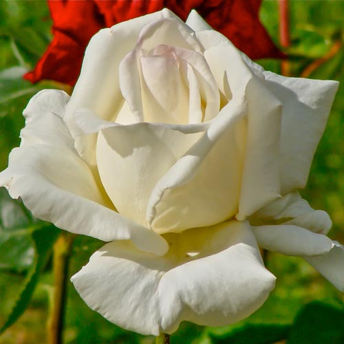 Róża wielkokwiatowa Mount Shasta interface.image 1 interface.art 2291