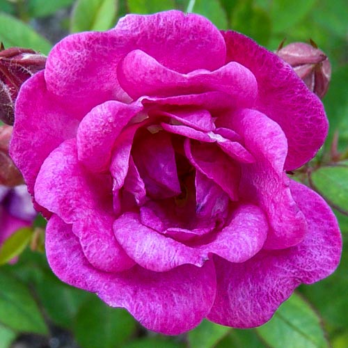 Róża wielkokwiatowa Perla de Alcanada interface.art zdjęcie 1 Róża wielkokwiatowa Perla de Alcanada interface.image 1 interface.art 2294