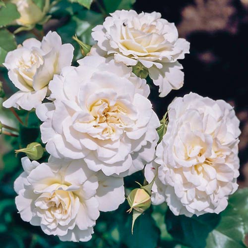 Róża wielkokwiatowa Sneprinsesse interface.image 1 interface.art 2297