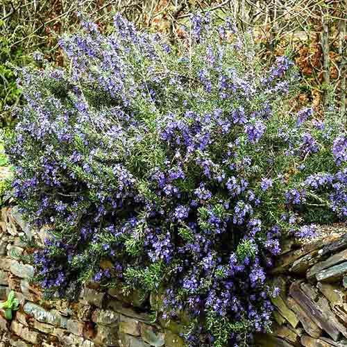 Rozmaryn lekarski Pointe du Raz interface.image 1 interface.art 4476