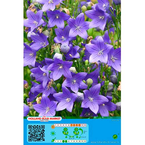 Rozwar wielkokwiatowy Blue interface.image 1 interface.art 76497