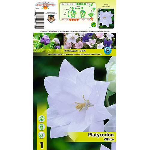 Rozwar wielkokwiatowy White interface.image 1 interface.art 70449