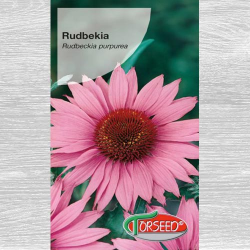 Rudbekia (Jeżówka) purpurowa interface.image 1 interface.art 77584