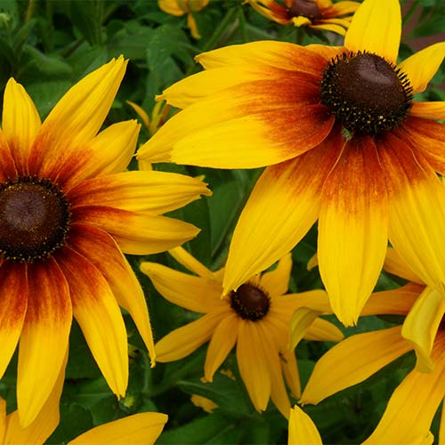 Rudbekia wielka interface.image 1 interface.art 01408