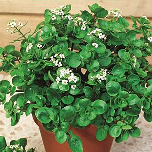 Rukiew wodna interface.image 1 interface.art 66990