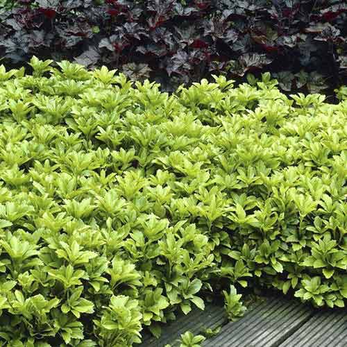 Runianka japońska interface.image 1 interface.art 4773