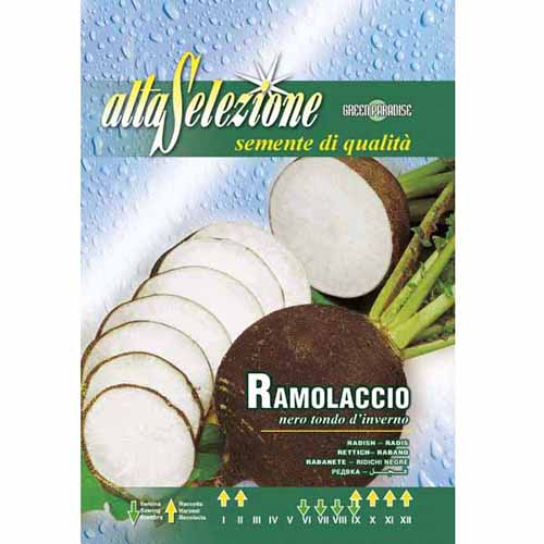 Rzodkiew czarna Nero Tondo D'Inverno Morami interface.image 1 interface.art 87169