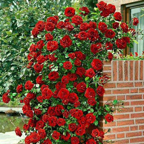 Róża pnąca Santana interface.image 1 interface.art 2832