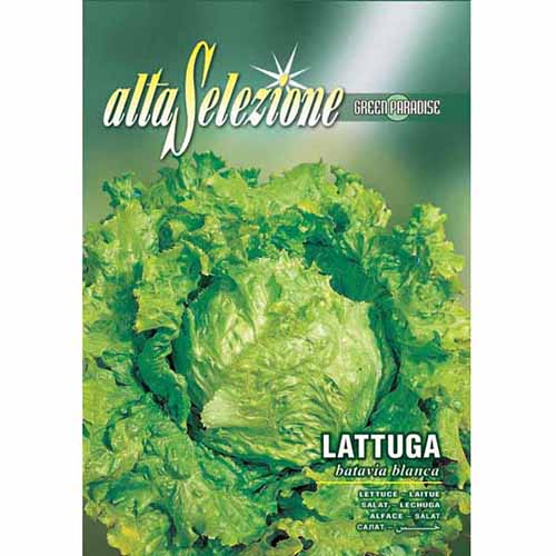 Sałata Batavia blanca Morami interface.image 1 interface.art 87170