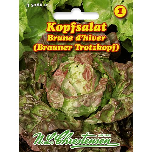 Salata glowiasta Brune d'hiver interface.art zdjęcie 1 Salata glowiasta Brune d'hiver interface.image 1 interface.art 86056