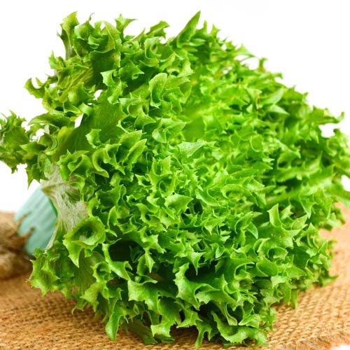 Sałata krucha lodowa Regina dei ghiacci  interface.image 1 interface.art 8736