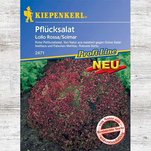 Salata liściasta Lollo Rossa Solmar interface.art zdjęcie 1 Salata liściasta Lollo Rossa Solmar interface.image 1 interface.art 86475
