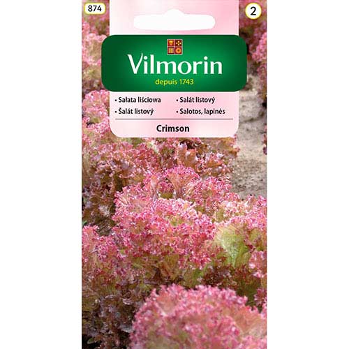 Sałata liściowa Crimson Vilmorin interface.art zdjęcie 1 Sałata liściowa Crimson Vilmorin interface.image 1 interface.art 77756