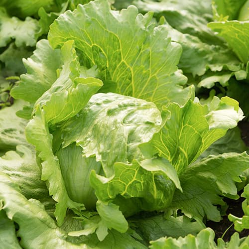 Salata glowiasta Brasiliana interface.art zdjęcie 1 Salata glowiasta Brasiliana interface.image 1 interface.art 50009