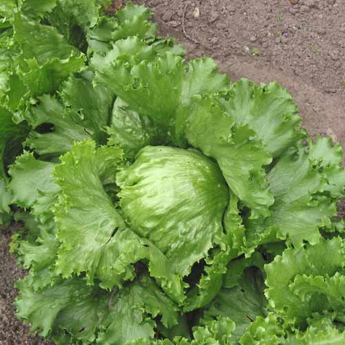 Sałata lodowa Królowa Lata interface.image 1 interface.art 66629