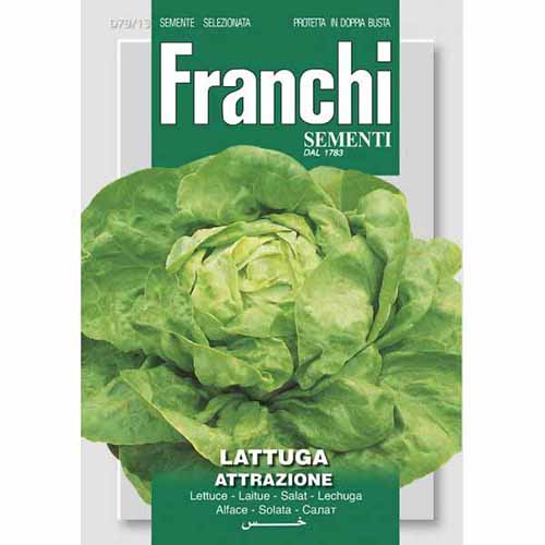 Sałata masłowa Attrazione Morami interface.image 1 interface.art 87173