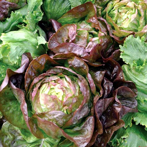 Sałata masłowa Quattro stagioni  interface.image 1 interface.art 8737