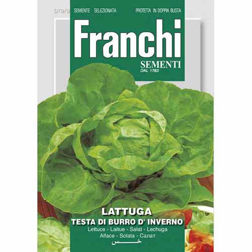 Sałata masłowa Testa di Burro d'Inverno Morami interface.image 1 interface.art 87174