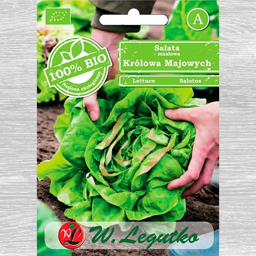 Sałata May King (Królowa Majowych)  interface.image 1 interface.art 69444